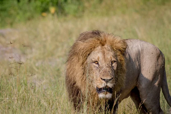 Big male Lion walking in the high grass. — Stock Photo, Image