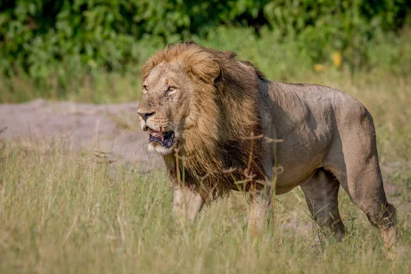 Stora manliga lejon promenader i det höga gräset. — Stockfoto