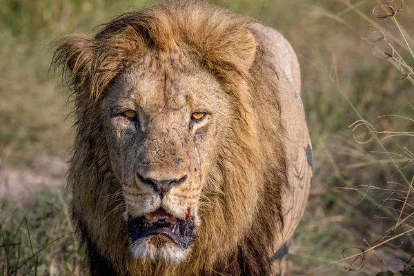 Big male Lion walking towards the camera. — Stock Photo, Image