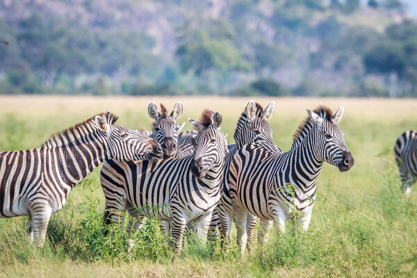 Group of starring Zebras in the grass in the Chobe National Park, Botswana.
