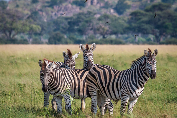 Group of starring Zebras in the grass in the Chobe National Park, Botswana.