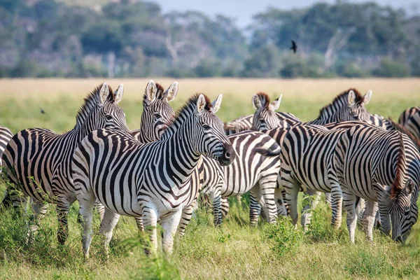 Grupo de estrelado por Zebras na grama . — Fotografia de Stock