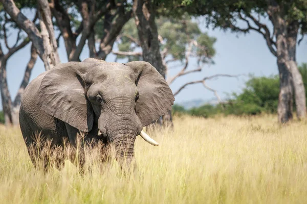 Elefante grande de pie en hierba alta . — Foto de Stock