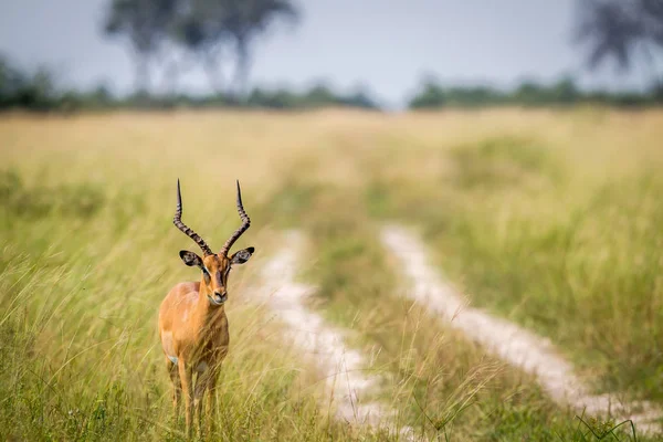 Masculino Impala de pé ao lado da estrada . — Fotografia de Stock