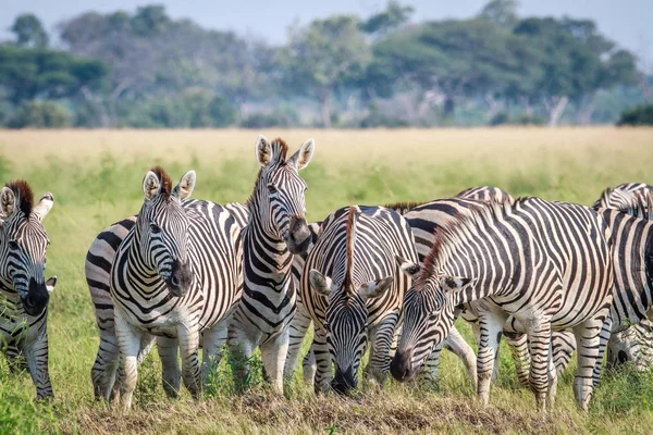 Grupo de estrelado por Zebras na grama . — Fotografia de Stock
