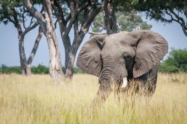 Elefante grande de pie en hierba alta . — Foto de Stock