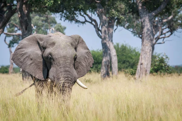 Большой слон, стоящий в высокой траве . — стоковое фото
