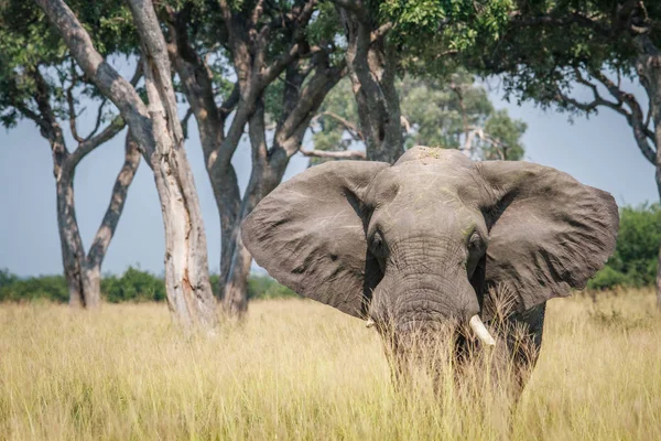 Grande elefante em pé na grama alta . — Fotografia de Stock