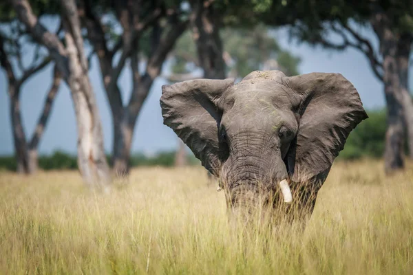 Grande elefante em pé na grama alta . — Fotografia de Stock