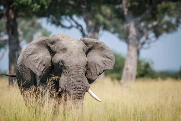 高い草に大きな象立って. — ストック写真