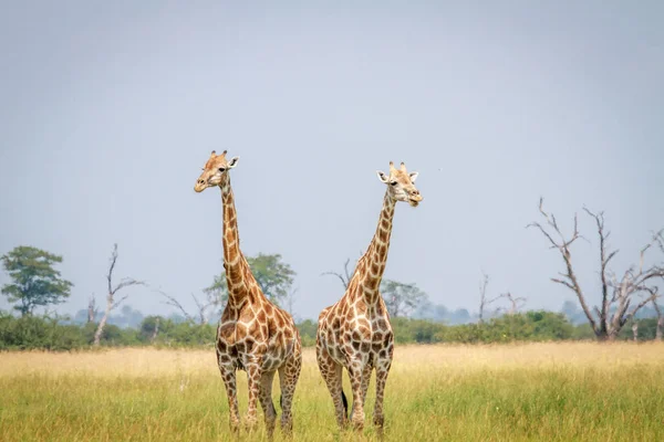 Dos jirafas de pie en la hierba . — Foto de Stock