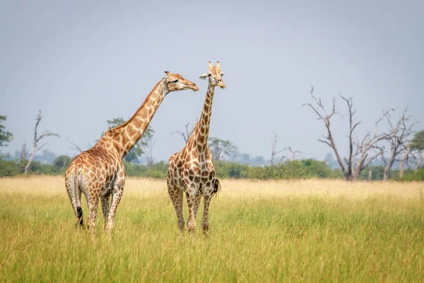 Deux girafes debout dans l'herbe . — Photo