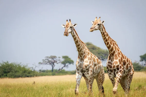 Két zsiráf állandó a fűben. — Stock Fotó