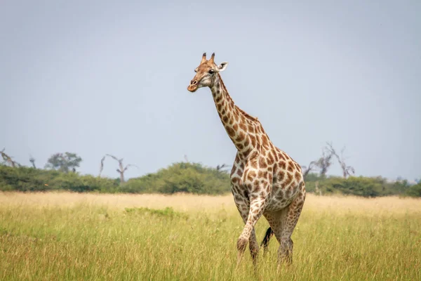 Jirafa caminando en la hierba en Chobe . — Foto de Stock