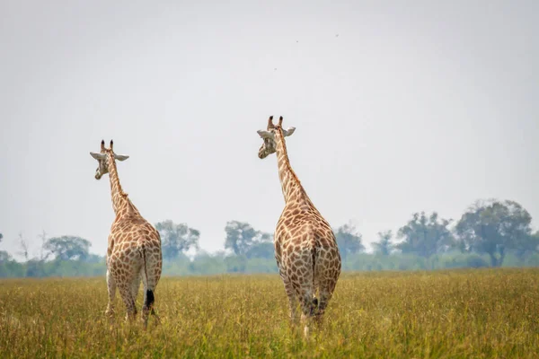 Groupe de Girafes s'éloignant de la caméra . — Photo