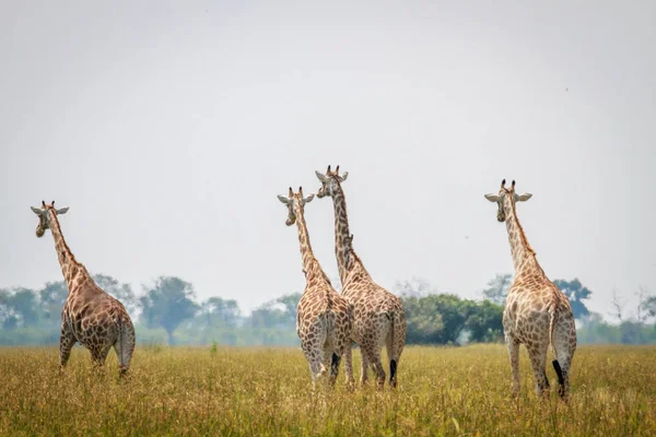 Grupo de jirafas alejándose de la cámara . — Foto de Stock