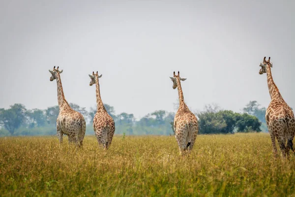 Grupo de jirafas alejándose de la cámara . — Foto de Stock