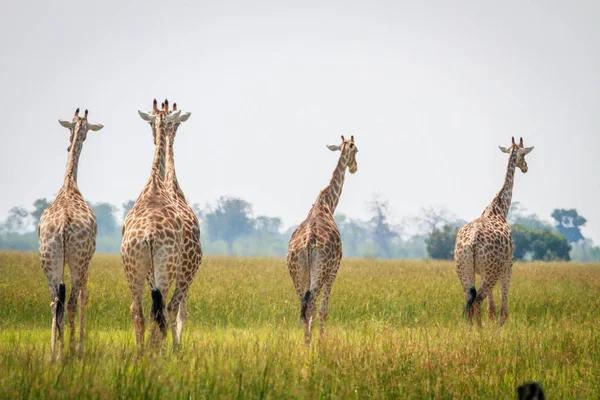 Grupo de jirafas alejándose de la cámara . — Foto de Stock