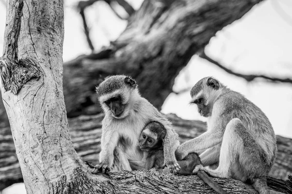 Affen-Familie sitzt in einem Baum. — Stockfoto