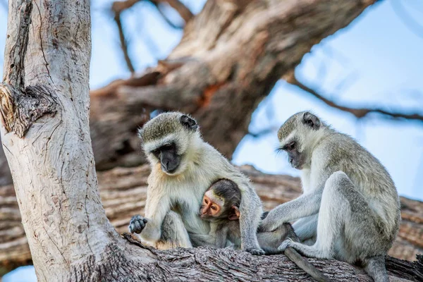 Affen-Familie sitzt in einem Baum. — Stockfoto