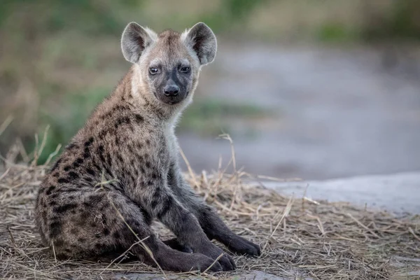 Joven hiena manchado sentado . — Foto de Stock