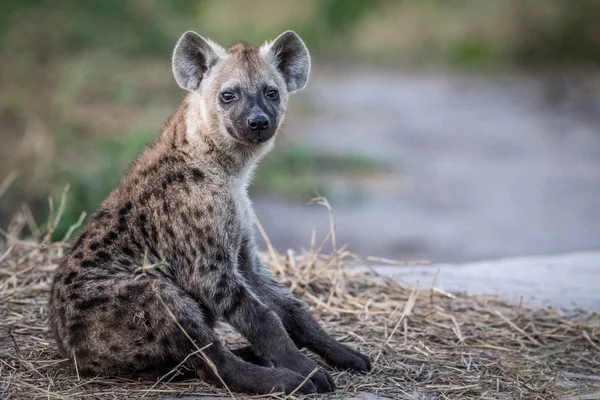 Joven hiena manchado sentado . — Foto de Stock