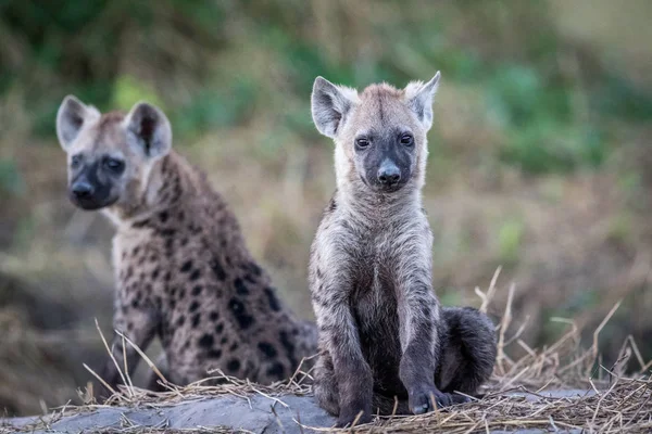 Dos hienas manchadas jóvenes sentadas . — Foto de Stock