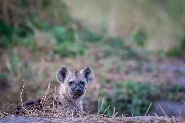 Joven hiena manchada protagonizada por la cámara . — Foto de Stock