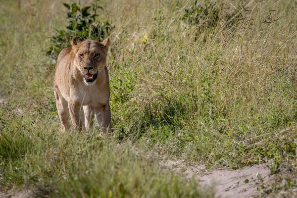 Lion walking towards the camera. — Stock Photo, Image