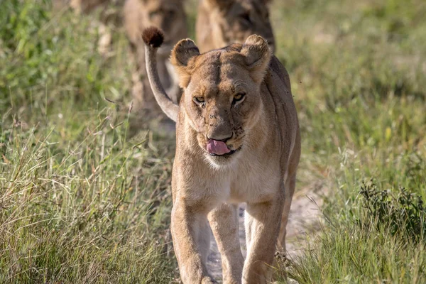 Leeuwen lopen naar de camera. — Stockfoto