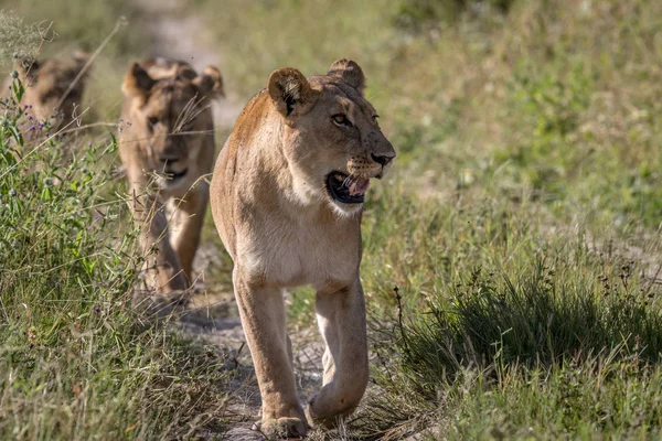 Löwen gehen auf die Kamera zu. — Stockfoto