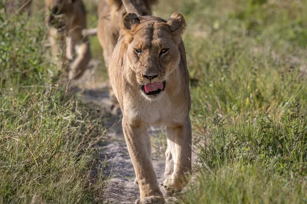 Leeuwen lopen naar de camera. — Stockfoto