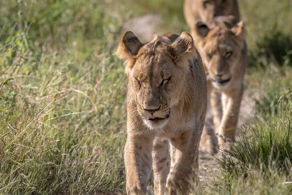 Leeuwen lopen naar de camera. — Stockfoto