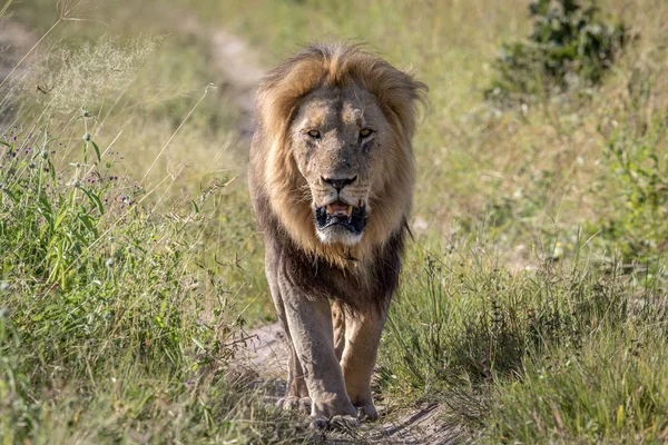 Grande leone maschio che cammina verso la fotocamera . — Foto Stock