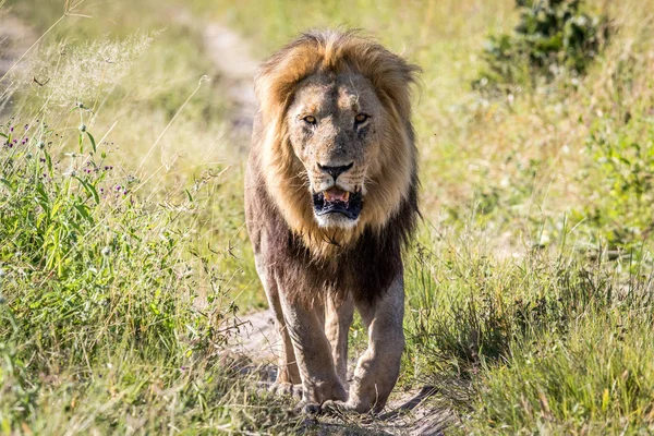 Μεγάλο αρσενικό λιοντάρι περπατώντας προς την κάμερα. — Φωτογραφία Αρχείου