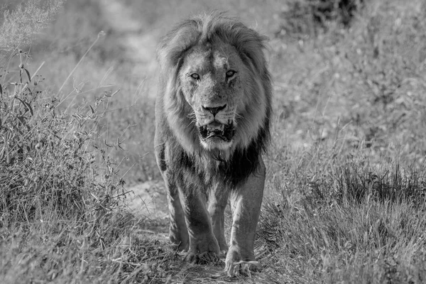 León macho grande caminando hacia la cámara . — Foto de Stock