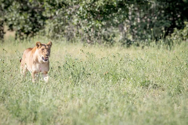 Löwe geht im hohen Gras. — Stockfoto