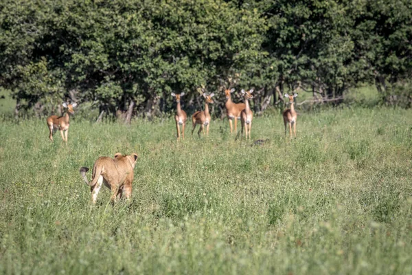 Aslan ayakta Impalas önünde. — Stok fotoğraf