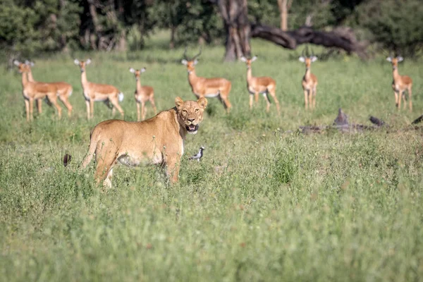 Leão em pé na frente de Impalas . — Fotografia de Stock