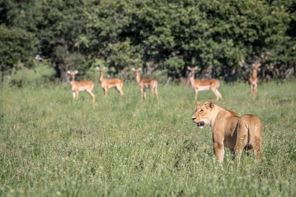 Λιοντάρι στέκεται μπροστά Impalas. — Φωτογραφία Αρχείου