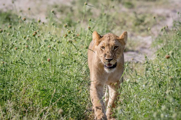 Lion marche vers la caméra . — Photo