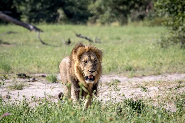 Großer männlicher Löwe geht auf die Kamera zu. — Stockfoto