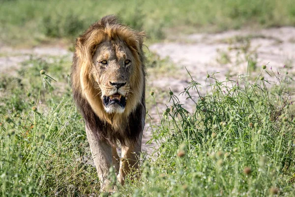 Μεγάλο αρσενικό λιοντάρι περπατώντας προς την κάμερα. — Φωτογραφία Αρχείου