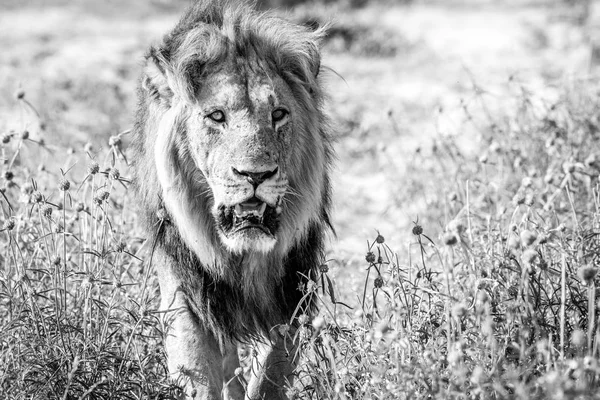 Великий чоловічий лев йде до камери . — стокове фото