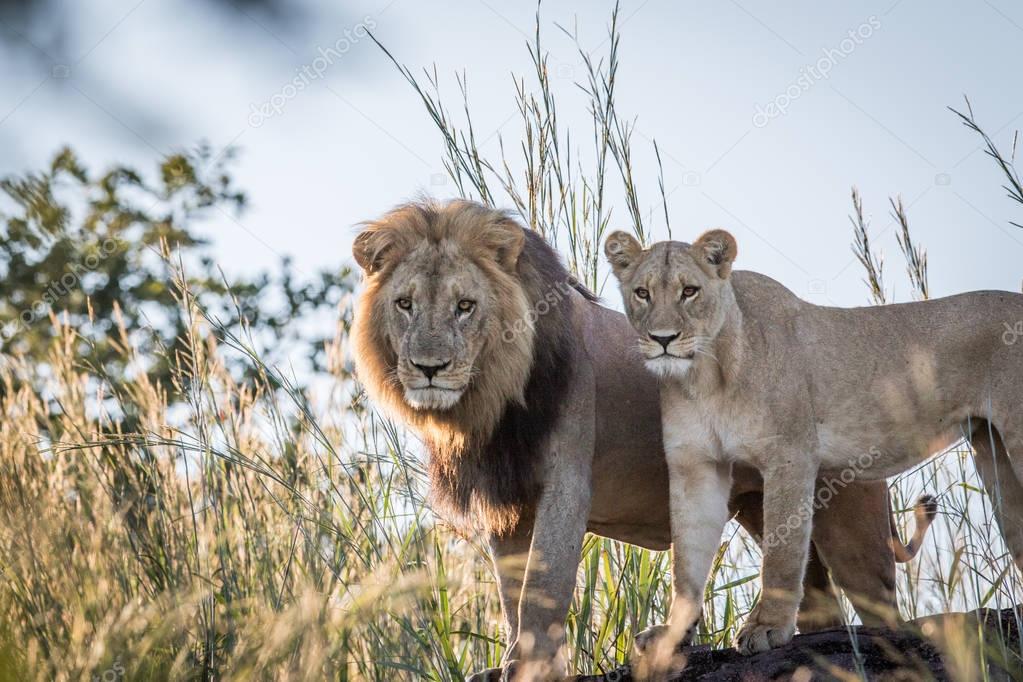 Lion couple standing on a rock in Chobe.