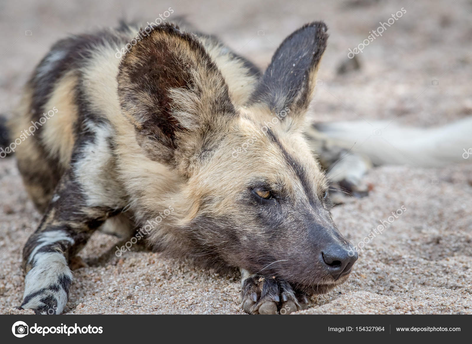 How Much Do Dogs Sleep In The Wild