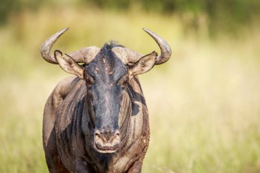 Mavi wildebeest kameraya yıldızı.