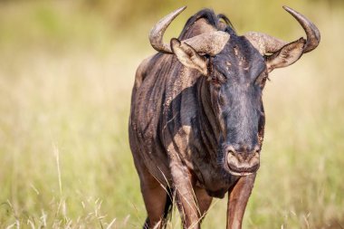 Mavi wildebeest kameraya yıldızı.