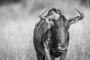 Mavi wildebeest kameraya yıldızı.
