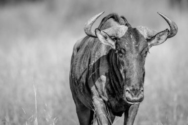 Mavi wildebeest kameraya yıldızı.